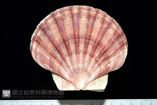 白碟海扇蛤藏品圖，第1張