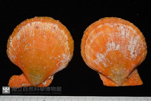 疏鱗海扇蛤藏品圖，第1張