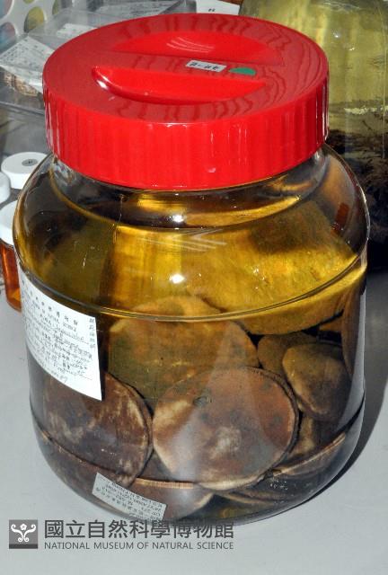 富士餅乾海膽藏品圖，第1張