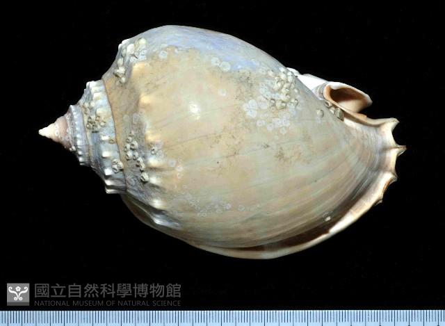 灰鬘螺藏品圖，第1張