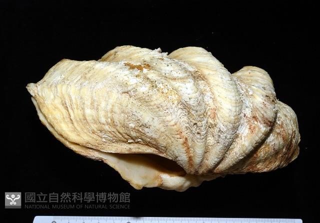 長硨磲蛤藏品圖，第1張