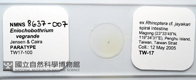 魚賁類絛蟲藏品圖，第1張