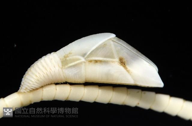 藤壺三角鎧茗荷藏品圖，第1張