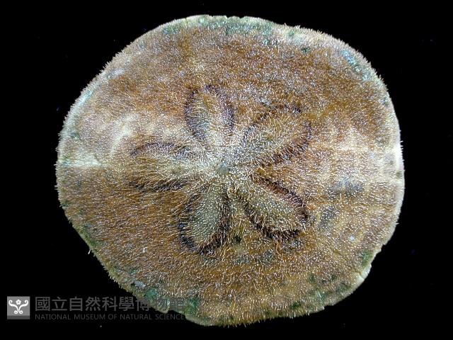 綠楯海膽藏品圖，第1張