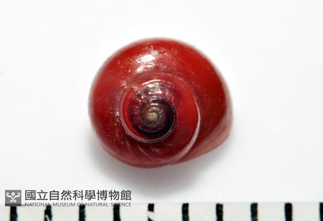 細雨蠑螺藏品圖，第1張