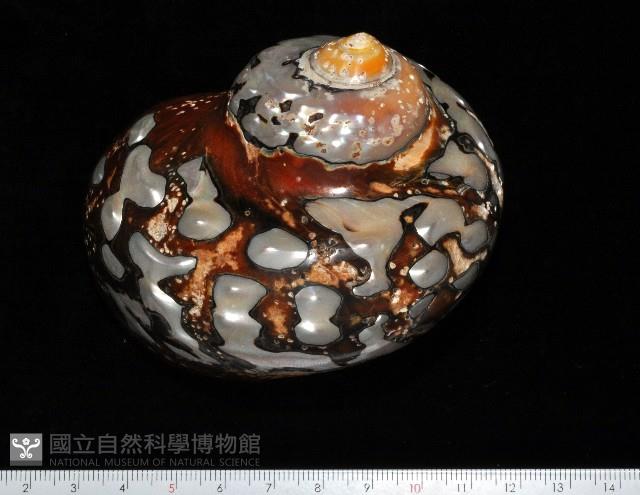 南非蠑螺藏品圖，第1張