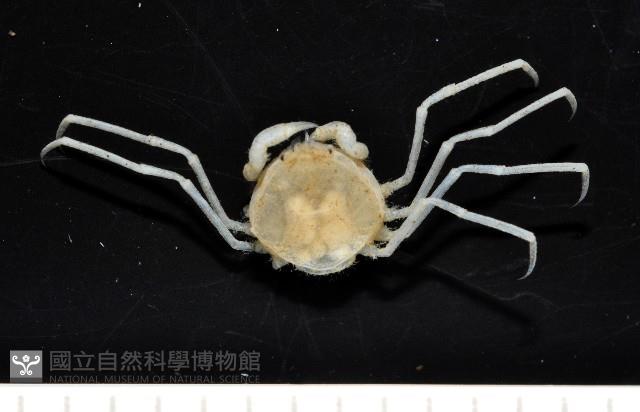 齊柏林新尖額蟹藏品圖，第1張