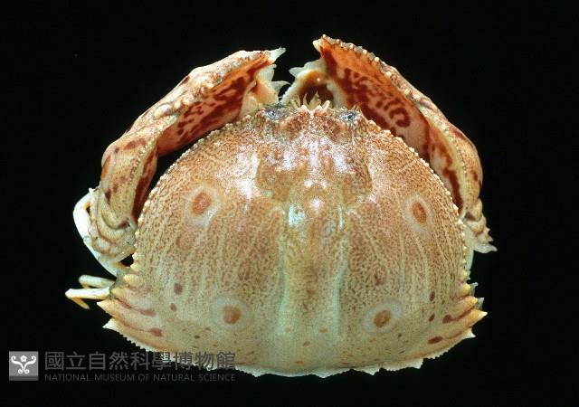 卷折饅頭蟹藏品圖，第1張