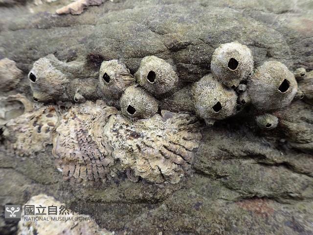 黑潮笠藤壺藏品圖，第1張