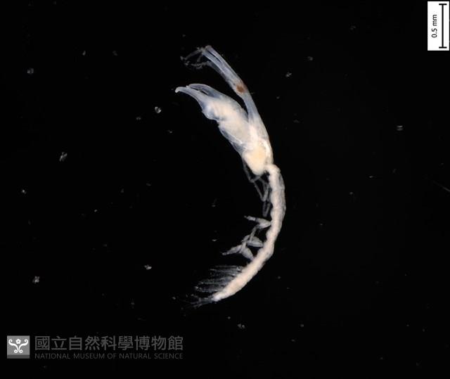 刻印擬島原足蟲藏品圖，第1張