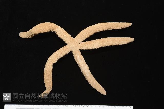 蓋丁指海星藏品圖，第1張