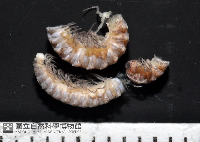 葉狀東京泡馬陸藏品圖，第1張