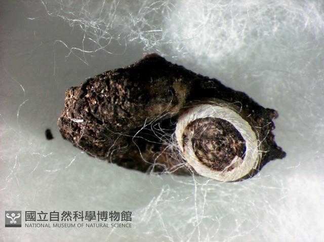 蘭嶼小山蝸牛藏品圖，第1張