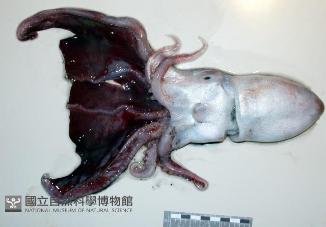 印太水孔蛸藏品圖，第1張