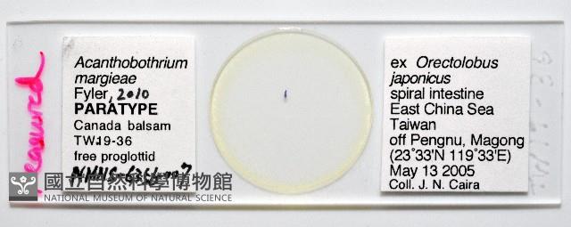 新種棘槽絛蟲藏品圖，第1張