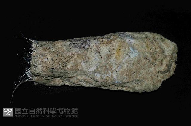 未知種棍棒海綿藏品圖，第1張