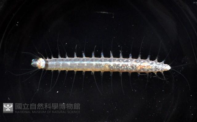 未知種海女蟲藏品圖，第1張