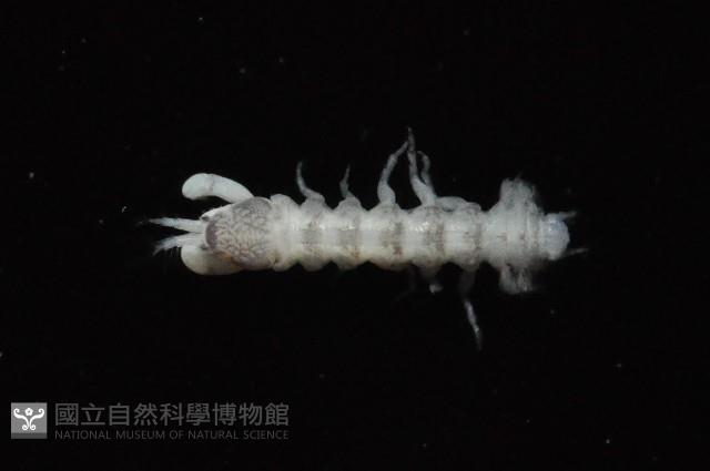 東界原足蟲藏品圖，第1張