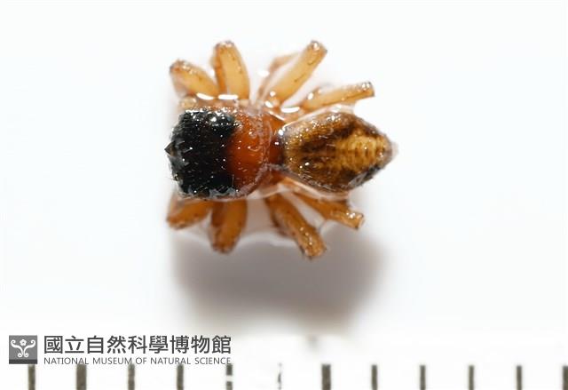 安德遜蠅虎藏品圖，第1張