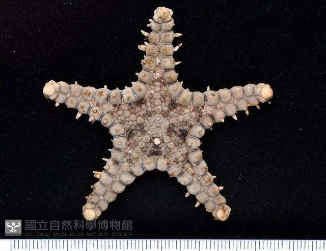 玉緣棘角海星(紫氏麗海星)藏品圖，第1張