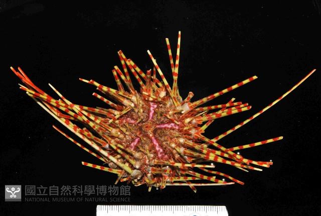 斑腔海膽藏品圖，第1張