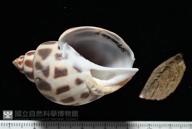開氏鳳螺藏品圖，第1張