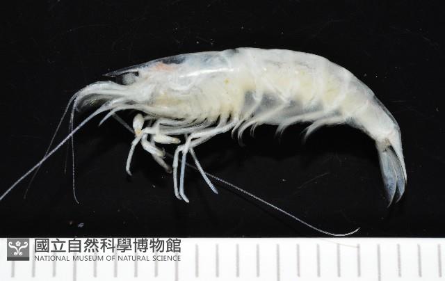 西表島新米蝦藏品圖，第1張