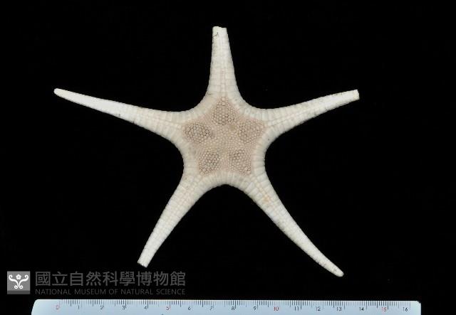 櫛仿角海星藏品圖，第1張