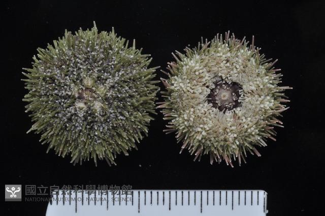 馬糞海膽藏品圖，第1張