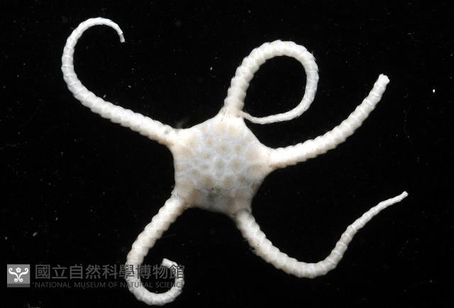 深海粗蛇尾藏品圖，第1張