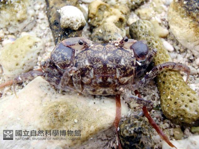 似方假厚蟹藏品圖，第1張