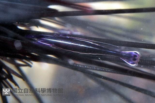 共棲蓋隱蝦(海膽針蝦)藏品圖，第1張