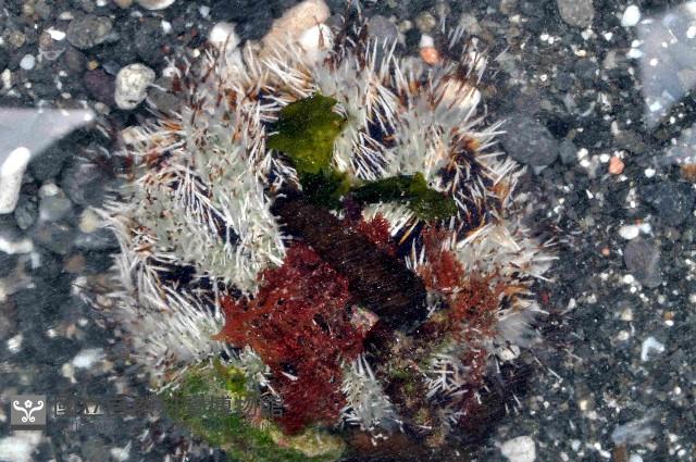 白棘三列海膽藏品圖，第1張