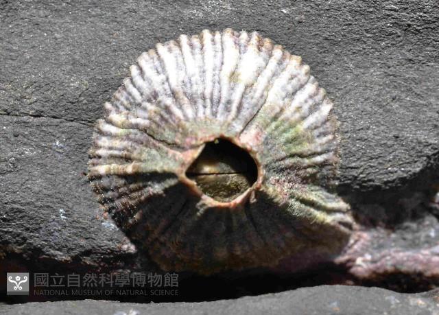 美麗笠藤壺藏品圖，第1張