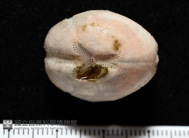 呂宋沐海壺藏品圖，第1張