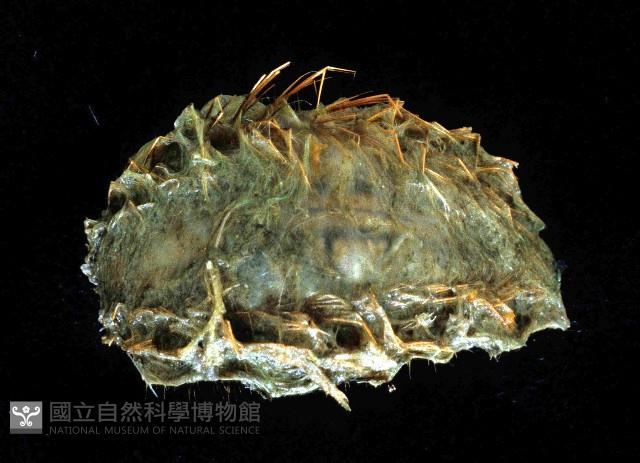 海鼠鱗沙蠶藏品圖，第1張