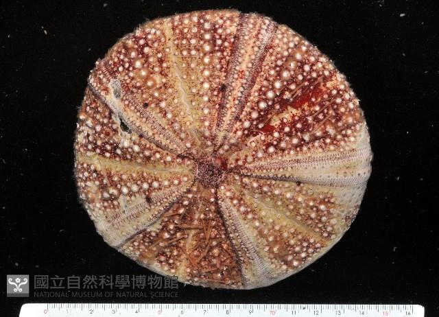 疣小肛海膽藏品圖，第1張