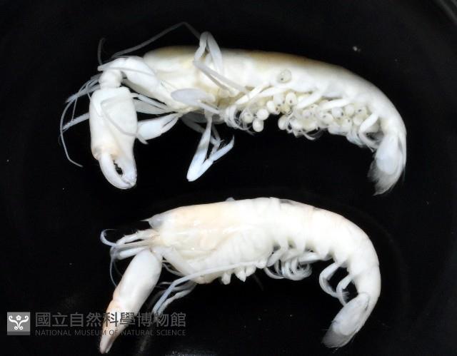 未知種槍蝦藏品圖，第1張