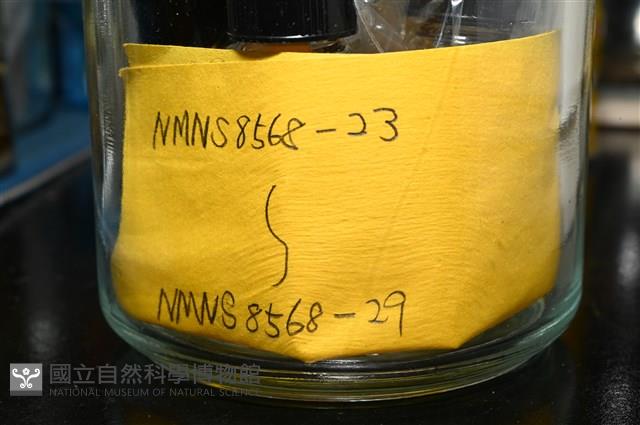 石梯坪聯蟲藏品圖，第1張