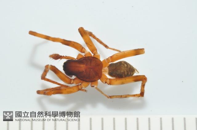 寬股隙蛛藏品圖，第1張
