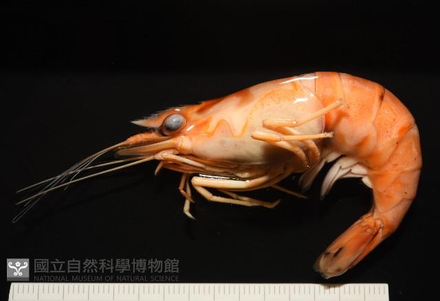 貪食沼蝦藏品圖，第1張