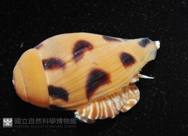 椰子螺藏品圖，第1張