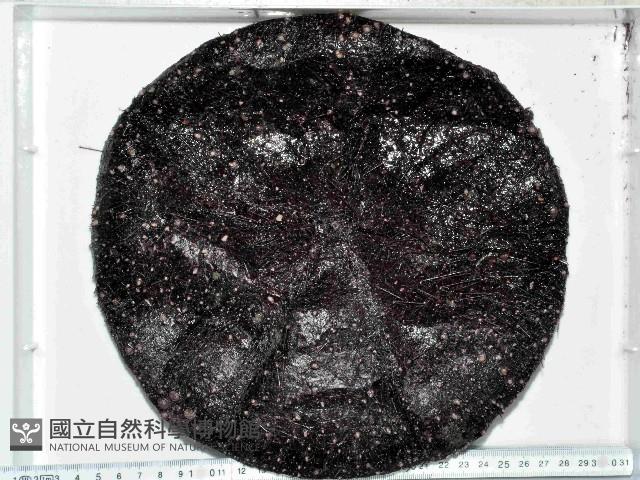 蹄棘革海膽藏品圖，第1張