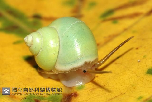 台灣青山蝸牛藏品圖，第1張