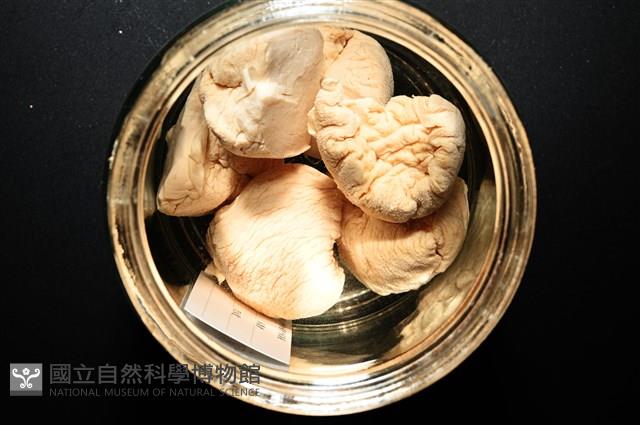 寺町翁戎螺藏品圖，第1張