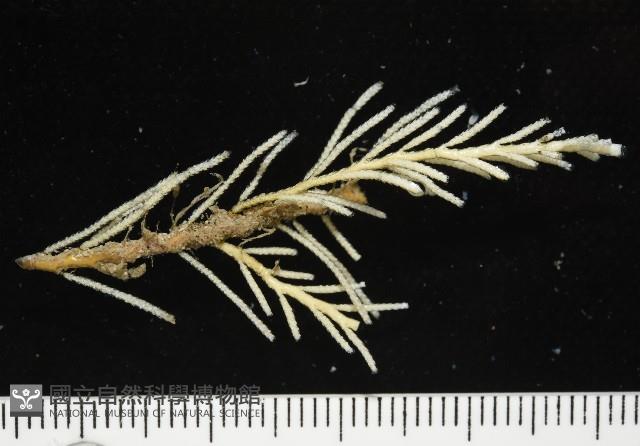 未知種苔蘚蟲藏品圖，第1張