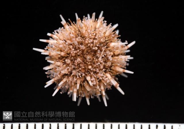 疣裸海膽藏品圖，第1張