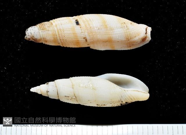 筆形布紋螺藏品圖，第1張