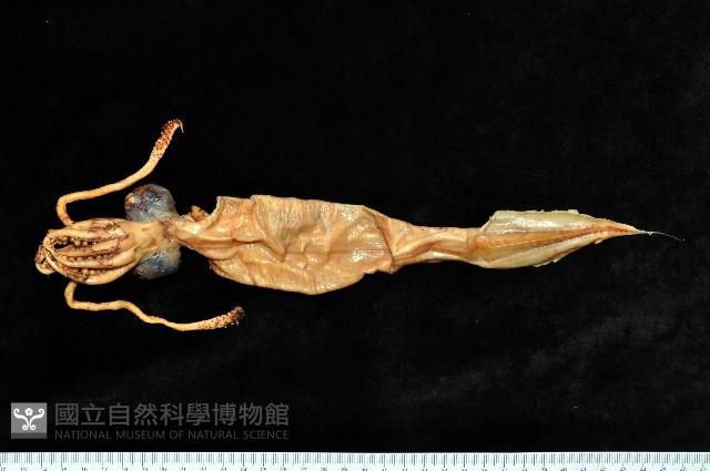 孔雀魷藏品圖，第1張