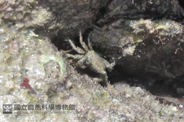 小相手蟹藏品圖，第1張